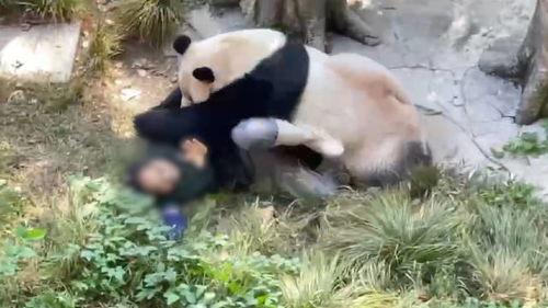 重庆动物园爆料新闻视频,神秘动物亮相,揭秘背后故事 第2张 重庆动物园爆料新闻视频,神秘动物亮相,揭秘背后故事 第2张